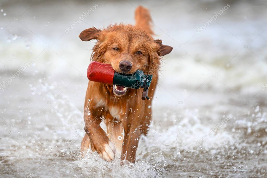 close up of a dog fetching a dummy from water, nova scotia duck tolling retriever