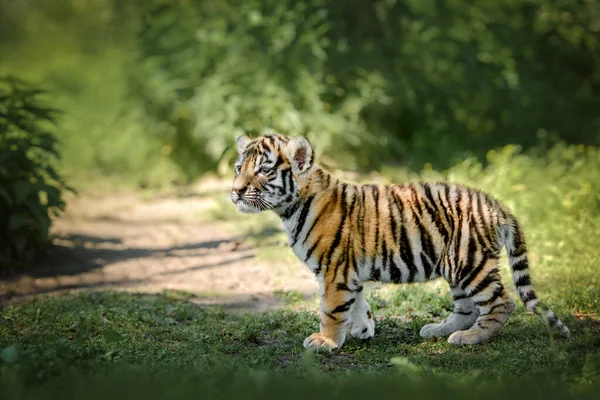 Gyönyörű Fiatal Bengáli Tigris Kölyök Áll Kíváncsi Természetben — Stock Fotó