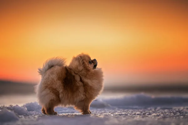 Rode Pomeranian Spitz Hond Die Buiten Staat Winter Bij Zonsondergang — Stockfoto