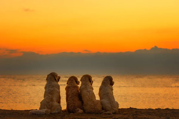 Cztery Psy Golden Retriever Siedzące Plaży Oglądające Zachód Słońca — Zdjęcie stockowe