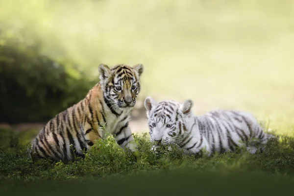 Two Young Bengal Tiger Cubs Resting Grass Close Portrait — Stock Photo, Image