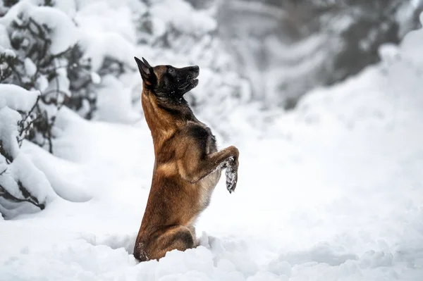 Komik Malinois Köpeği Dışarıda Yalvarıyor — Stok fotoğraf
