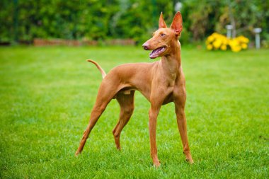 cirneco dell etna köpek
