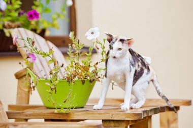 oryantal purebred kedi