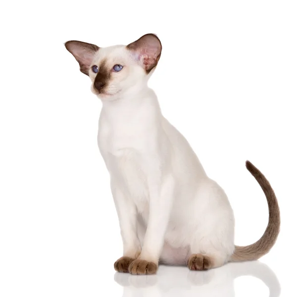 Purebred siamese kitten — Stock Photo, Image