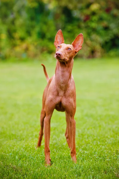 Cirneco dell etna dog — Stock Photo, Image