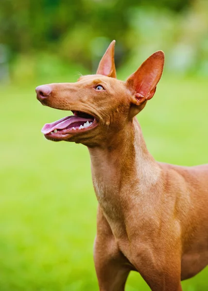 Cirneco dell etna köpek — Stok fotoğraf