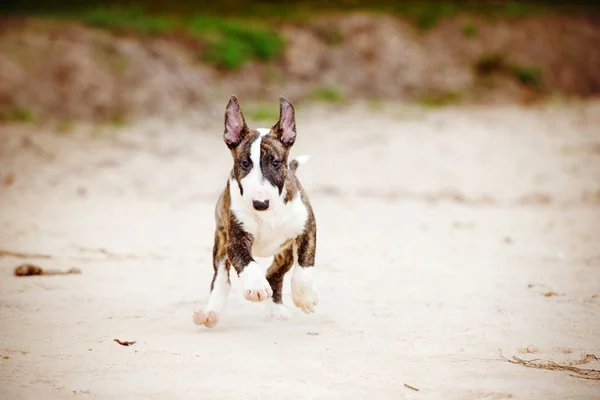 Chiot terrier taureau en plein air — Photo