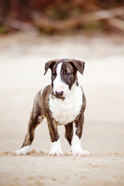 Chiot terrier taureau en plein air — Photo