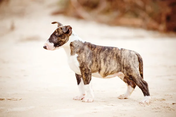 Chiot terrier taureau en plein air — Photo