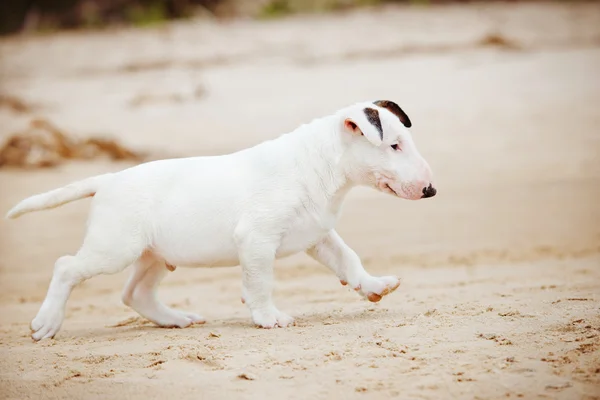 Bull terrier puppy outdoors — Stock Photo, Image