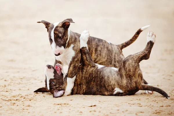 Bull terrier puppy outdoors — Stock Photo, Image