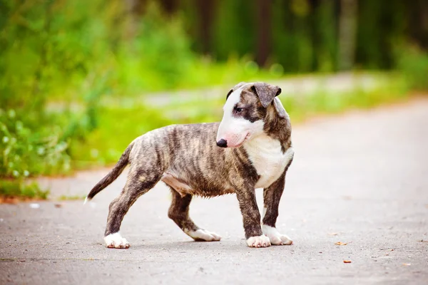 açık havada boğa korkunç köpek yavrusu