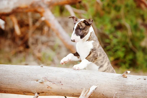 Bull terrier cachorro al aire libre — Foto de Stock