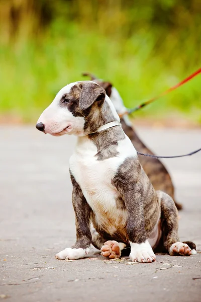 Bull terrier cucciolo all'aperto — Foto Stock