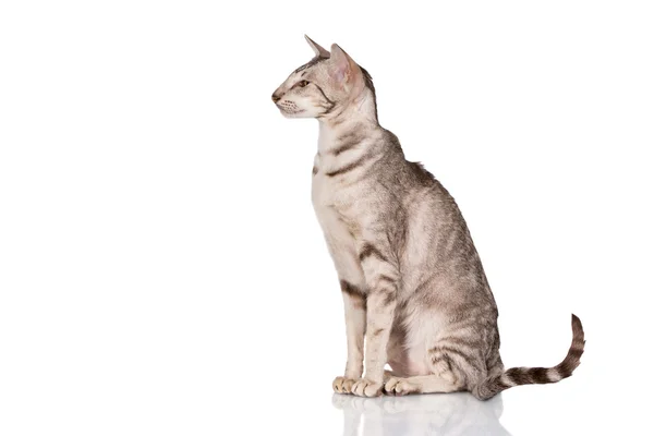 Purebred oriental cat — Stock Photo, Image