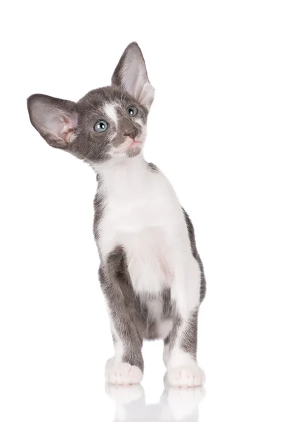 Adorable oriental kitten — Stock Photo, Image