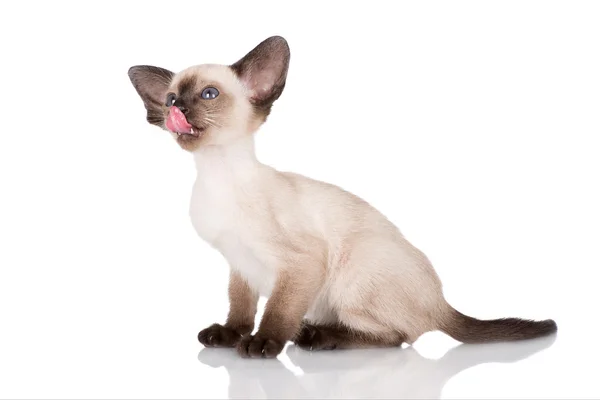 Purebred siamese kitten — Stock Photo, Image