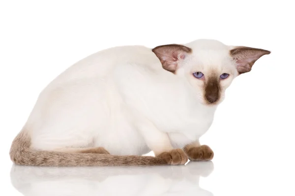 纯种的暹罗猫小猫 — 图库照片