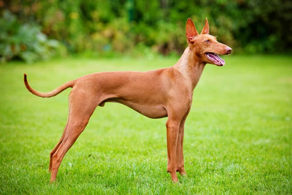 Cirneco dell etna dog — Stock Photo, Image