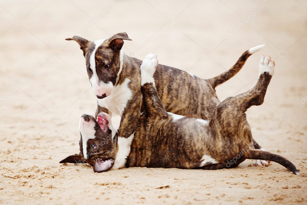 Bull terrier puppy outdoors