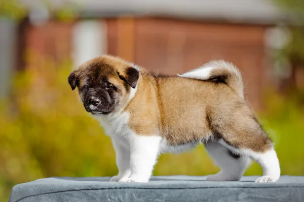 Çok güzel Amerikan akita köpek yavrusu — Stok fotoğraf