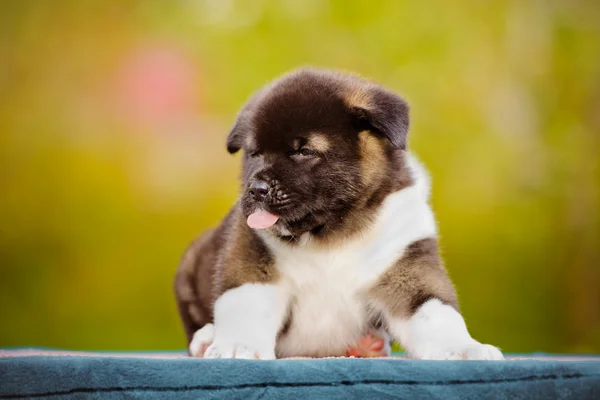 Adorable american akita puppy — Stock Photo, Image