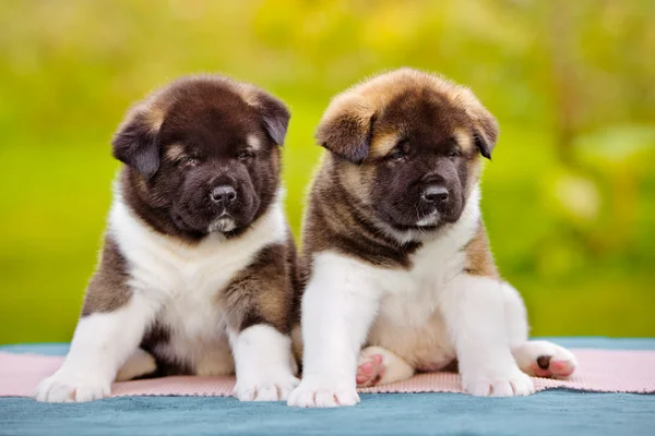 Filhotes de cachorro akita americanos — Fotografia de Stock