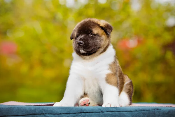 Adorabile cucciolo americano akita — Foto Stock