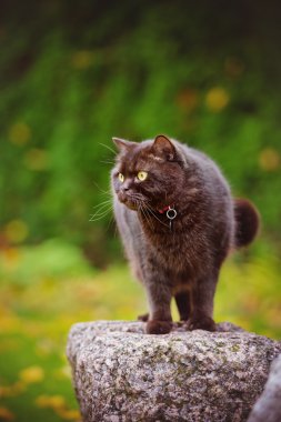 Açık havada sonbaharda Britanya ile ilgili stenografi kedi