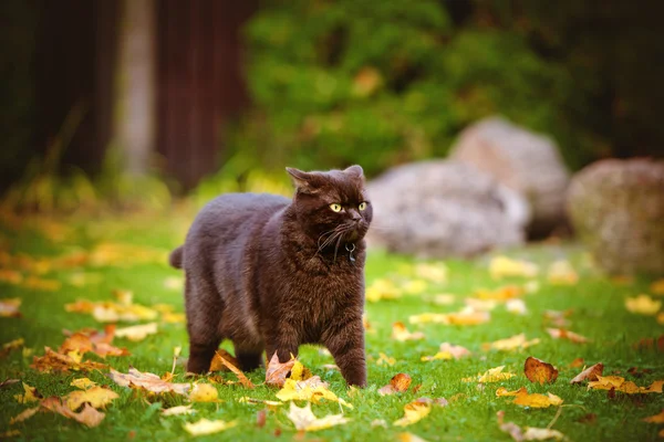 Angry cat outdoors in autumn — Stock Photo, Image