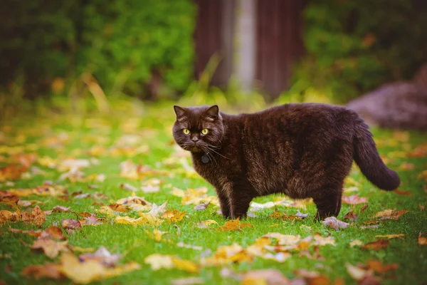 British shorthair cat outdoors in autumn — Stock Photo, Image