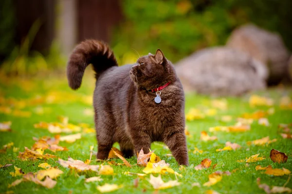 Britânico gato shorthair ao ar livre no outono — Fotografia de Stock