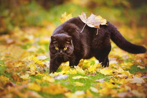 British shorthair cat outdoors in autumn — Stock Photo, Image