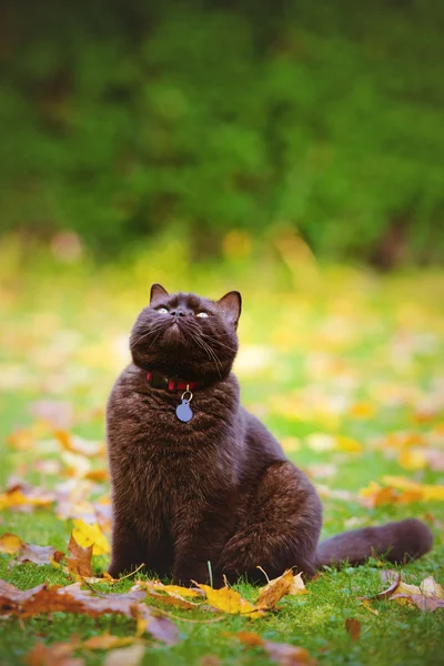 Açık havada sonbaharda Britanya ile ilgili stenografi kedi — Stok fotoğraf