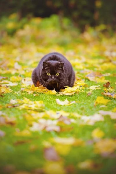 Açık havada sonbaharda Britanya ile ilgili stenografi kedi — Stok fotoğraf