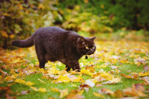 Britânico gato shorthair ao ar livre no outono — Fotografia de Stock