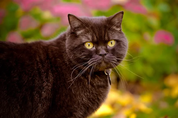 British shorthair cat outdoors in autumn — Stock Photo, Image