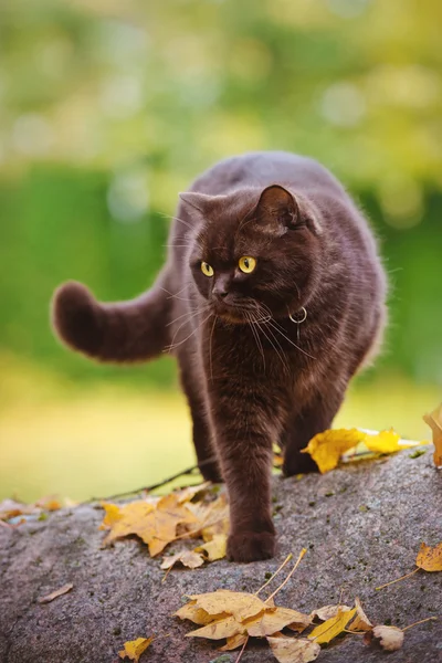 British shorthair cat outdoors in autumn — Stock Photo, Image