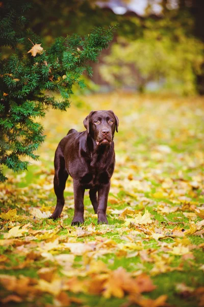 Brits korthaar kat buiten in de herfst — Stockfoto