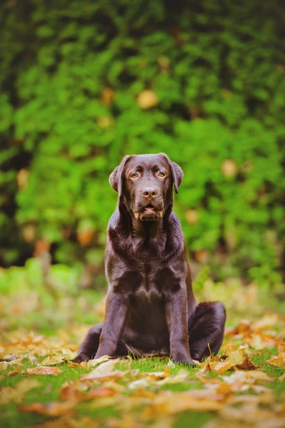 Brits korthaar kat buiten in de herfst — Stockfoto