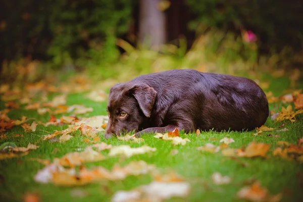 British shorthair cat outdoors in autumn — Stock Photo, Image