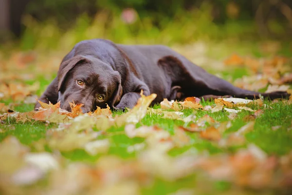 British shorthair cat outdoors in autumn