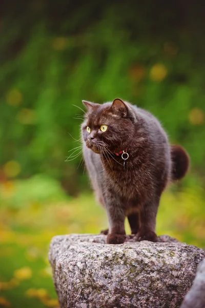 Βρεταννόs στενογραφία γάτα σε εξωτερικούς χώρους το φθινόπωρο — Φωτογραφία Αρχείου