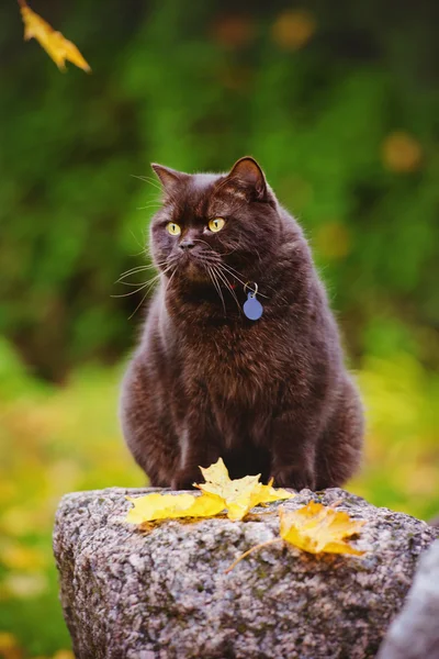 Britische Kurzhaarkatze im Herbst im Freien — Stockfoto