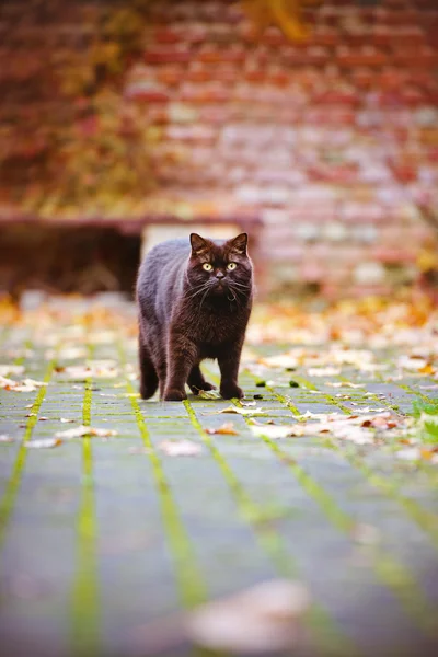 Британська короткошерста кішка на свіжому повітрі восени — стокове фото