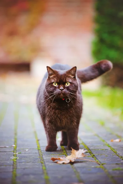 Británico taquigrafía gato al aire libre en otoño —  Fotos de Stock