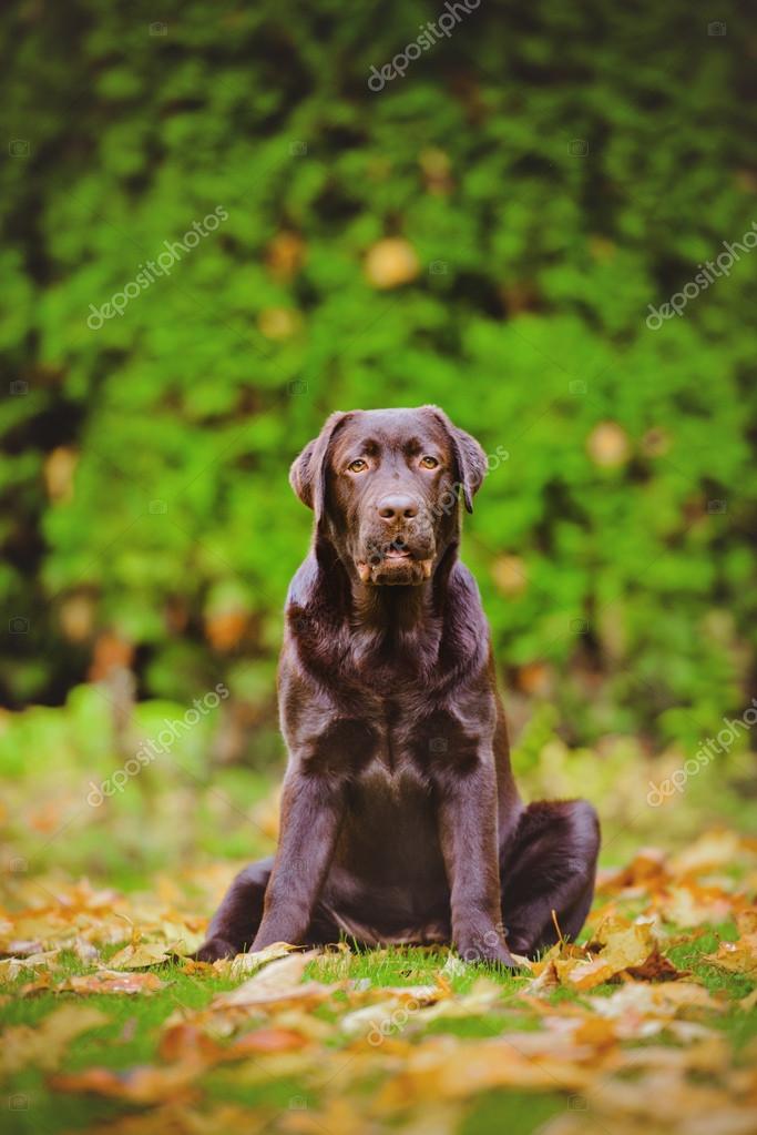 British shorthair cat outdoors in autumn Stock Photo by ©ots-photo 55761697 British shorthair cat outdoors in autumn Stock Photo by ©ots-photo 55761697