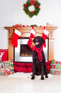 Şömine köpek bir Noel tarafından dekore