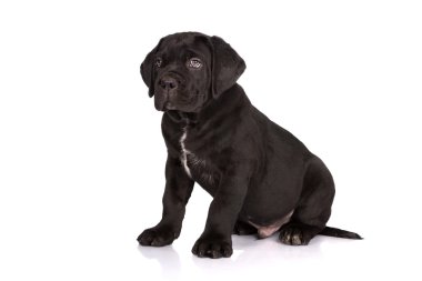 Cane corso köpek yavrusu